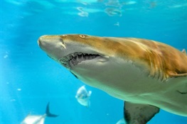 Scientists Discover Nursery Ground for Sand Tiger Sharks In Long Island’s Great South Bay